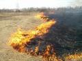 МЧС предупреждает об опасности палов сухой растительности. Что делать, если горит трава?